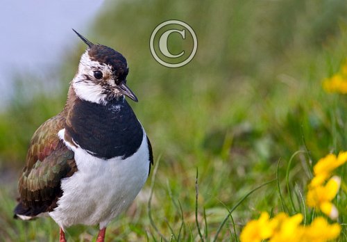 Lapwing DM0844